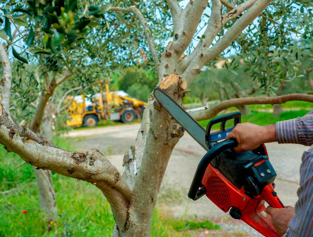 Best Local Tree Services  in North Alamo, TX